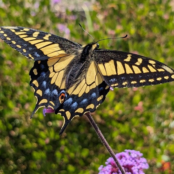 fran734